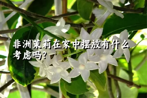 非洲茉莉在家中摆放有什么考虑吗？