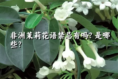 非洲茉莉花语禁忌有吗？是哪些？