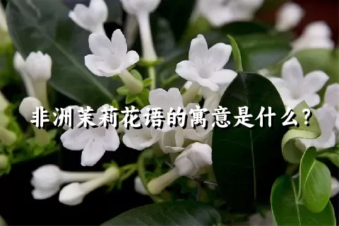 非洲茉莉花语的寓意是什么？