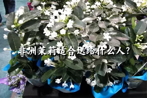 非洲茉莉适合送给什么人？