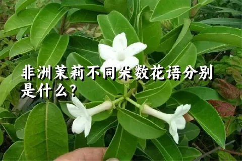 非洲茉莉不同朵数花语分别是什么？