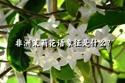 非洲茉莉花语象征是什么？