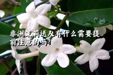 非洲茉莉送人有什么需要提前注意的吗？