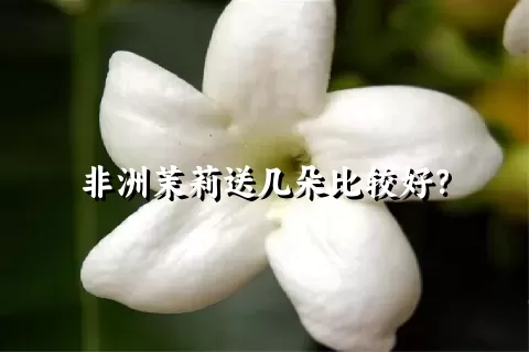 非洲茉莉送几朵比较好？