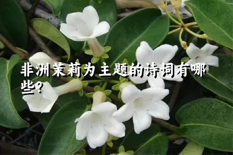 非洲茉莉为主题的诗词有哪些？
