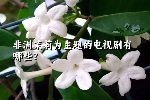非洲茉莉为主题的电视剧有哪些？