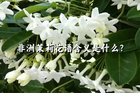 非洲茉莉花语含义是什么？