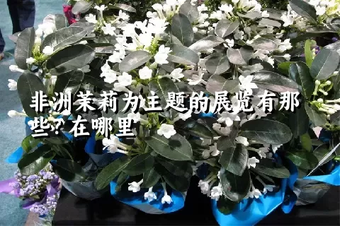 非洲茉莉为主题的展览有那些？在哪里