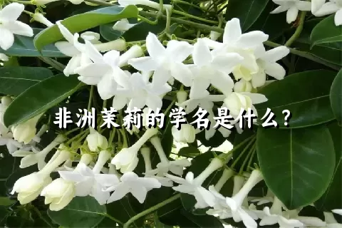 非洲茉莉的学名是什么？