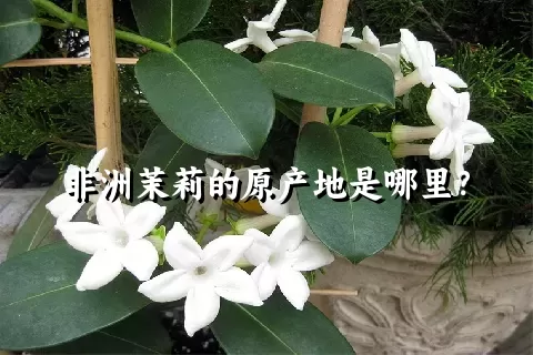 非洲茉莉的原产地是哪里？