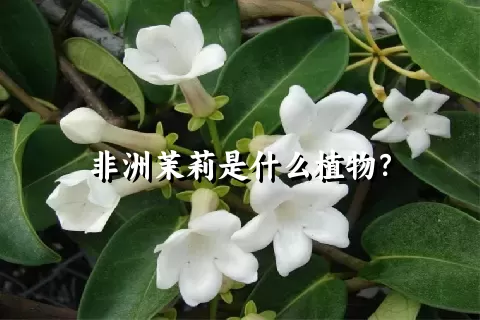 非洲茉莉是什么植物？