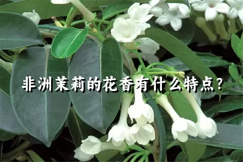 非洲茉莉的花香有什么特点？