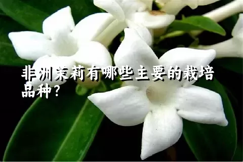 非洲茉莉有哪些主要的栽培品种？
