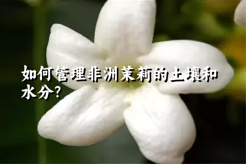如何管理非洲茉莉的土壤和水分？