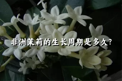 非洲茉莉的生长周期是多久？
