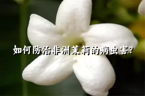 如何防治非洲茉莉的病虫害？