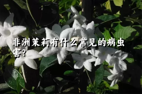 非洲茉莉有什么常见的病虫害？