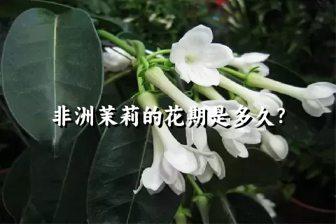 非洲茉莉的花期是多久？