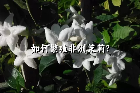 如何繁殖非洲茉莉？