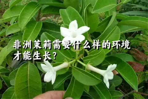 非洲茉莉需要什么样的环境才能生长？