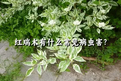 红瑞木有什么常见病虫害？