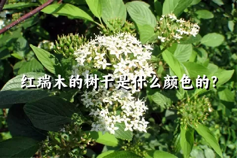 红瑞木的树干是什么颜色的？