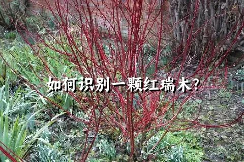 如何识别一颗红瑞木？