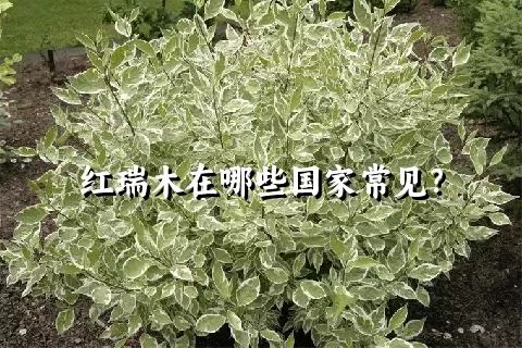 红瑞木在哪些国家常见？