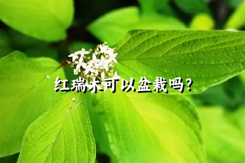 红瑞木可以盆栽吗？