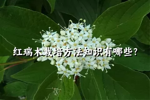 红瑞木栽培方法知识有哪些？