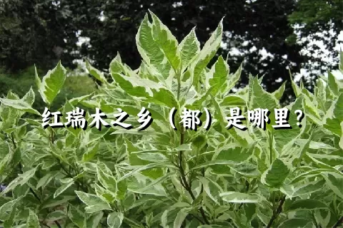 红瑞木之乡（都）是哪里？