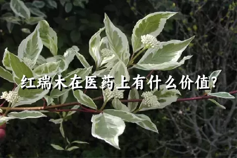 红瑞木在医药上有什么价值？