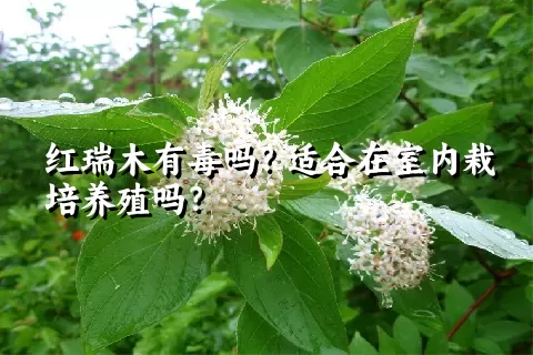 红瑞木有毒吗？适合在室内栽培养殖吗？