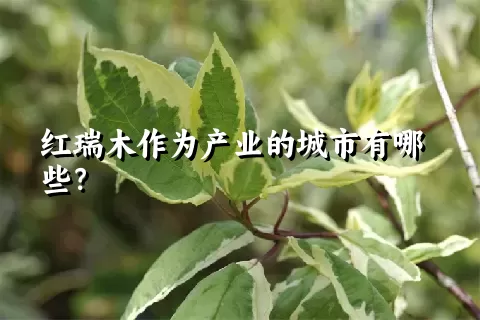 红瑞木作为产业的城市有哪些？