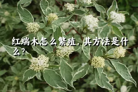 红瑞木怎么繁殖，其方法是什么？