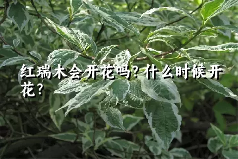 红瑞木会开花吗？什么时候开花？