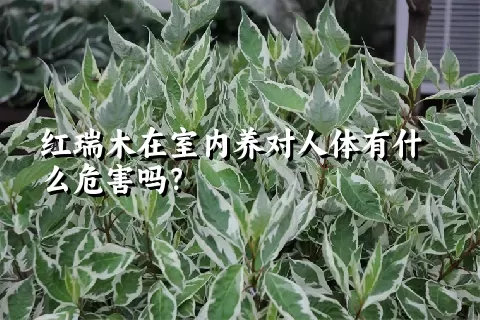 红瑞木在室内养对人体有什么危害吗？