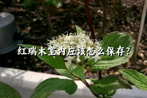 红瑞木室内应该怎么保存？