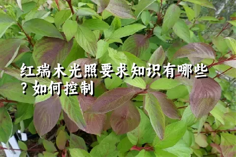 红瑞木光照要求知识有哪些？如何控制