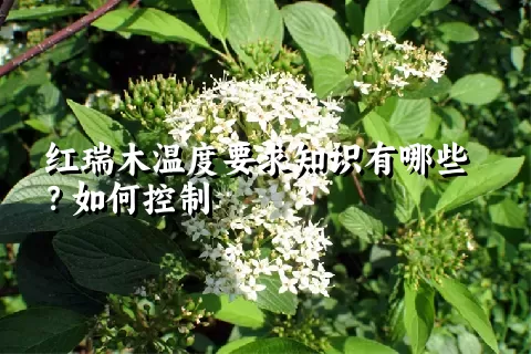红瑞木温度要求知识有哪些？如何控制
