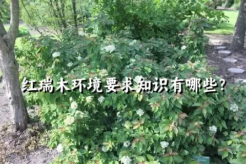 红瑞木环境要求知识有哪些？