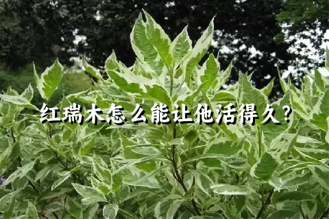 红瑞木怎么能让他活得久？