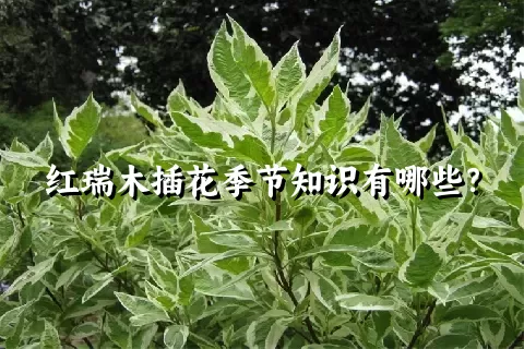 红瑞木插花季节知识有哪些？