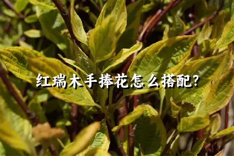 红瑞木手捧花怎么搭配？