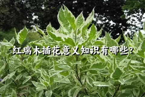 红瑞木插花意义知识有哪些？