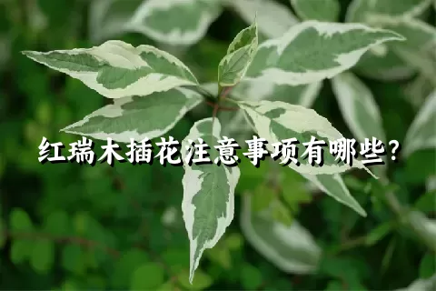 红瑞木插花注意事项有哪些？