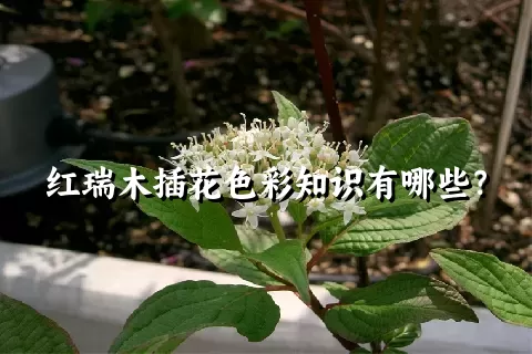 红瑞木插花色彩知识有哪些？