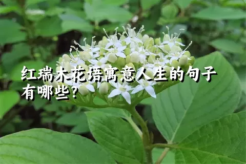 红瑞木花语寓意人生的句子有哪些？