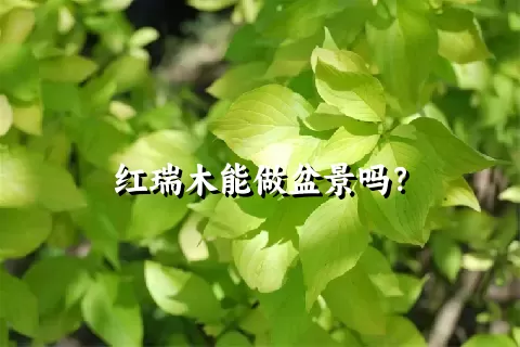 红瑞木能做盆景吗？