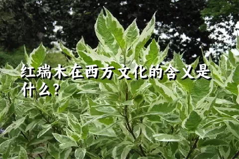 红瑞木在西方文化的含义是什么？